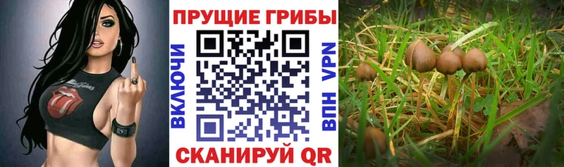 Галлюциногенные грибы GOLDEN TEACHER  Хадыженск 